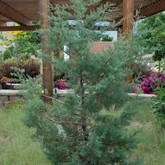 Arizona Cypress